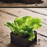 How To Grow Lettuce From Seed