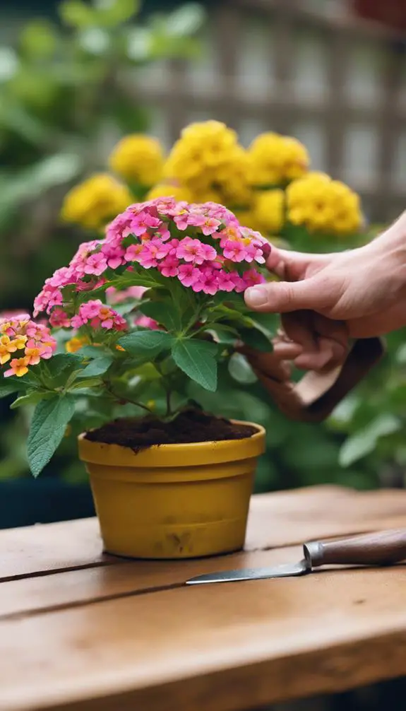 cultivate lantana in containers