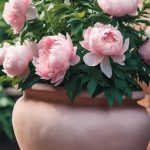 How To Grow Peonies In Pots