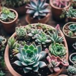 Succulents You Can Grow From Seed