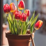 How To Grow Tulips In A Pot