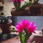 How To Propagate A Christmas Cactus