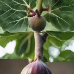 How To Propagate Fig Trees