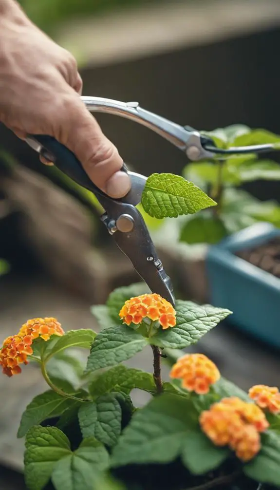 growing lantana from cuttings