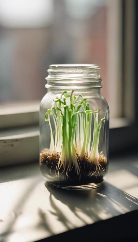 growing onions from scraps