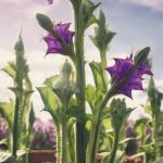 How To Grow Okra In A Raised Bed