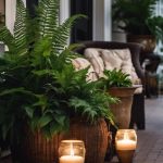 Low Light Plants For Front Porch