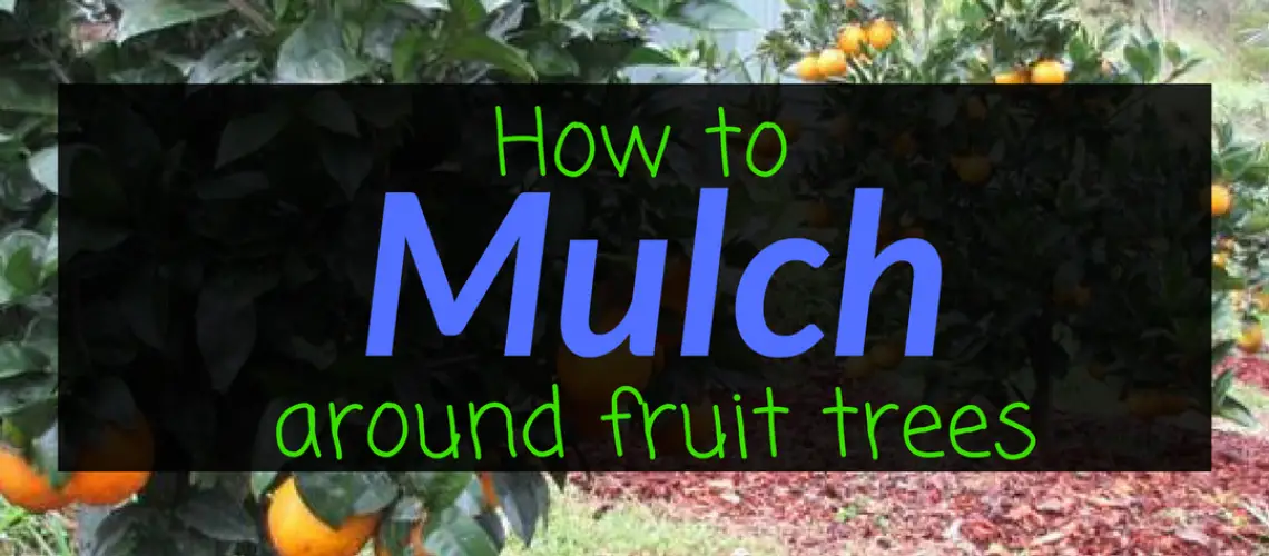 How To Mulch Around Fruit Trees Backyard Eden